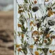 «Прозрачное окно-2» — 5